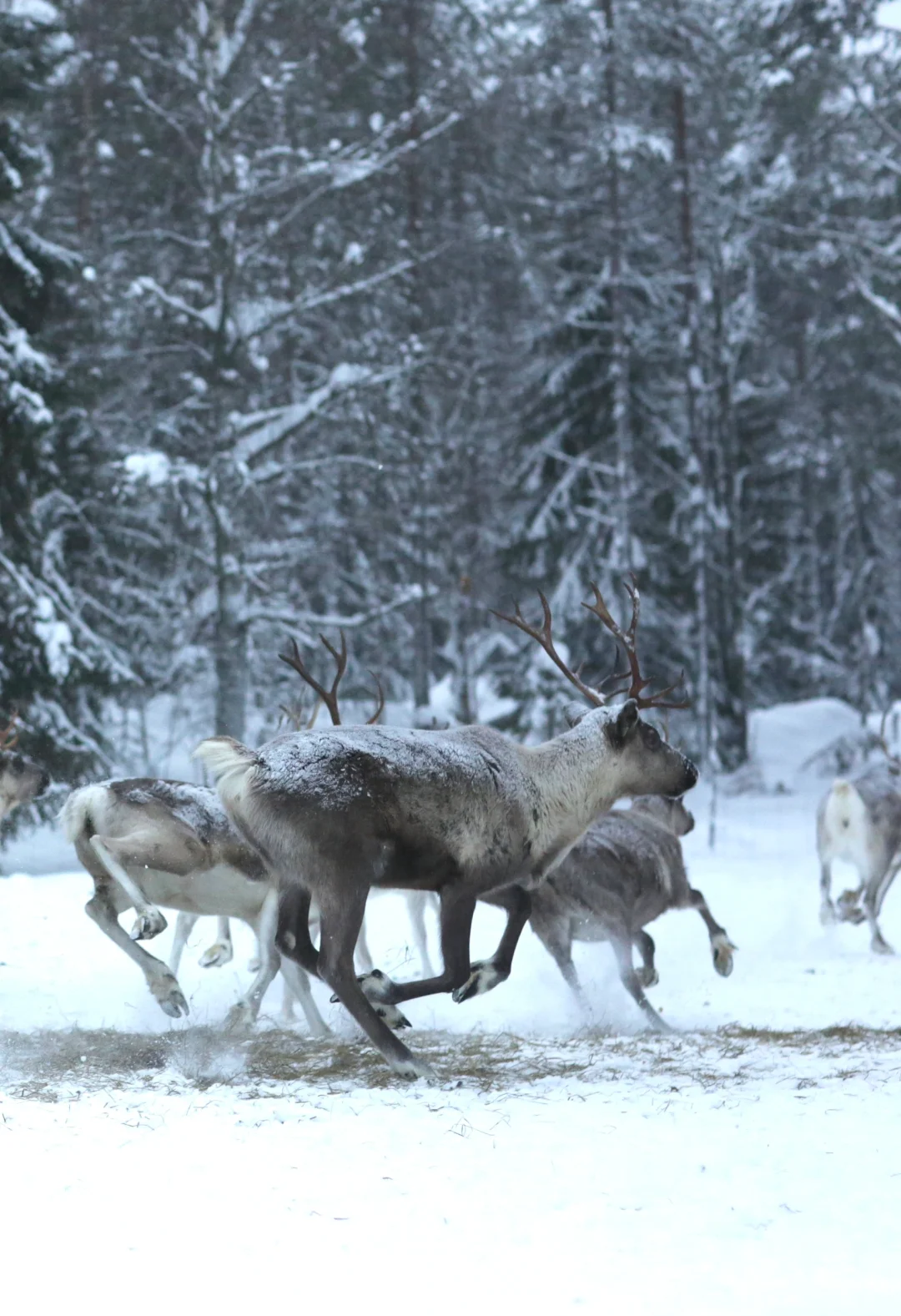 开云下载-芬兰队主场战胜挪威队，晋级下一轮