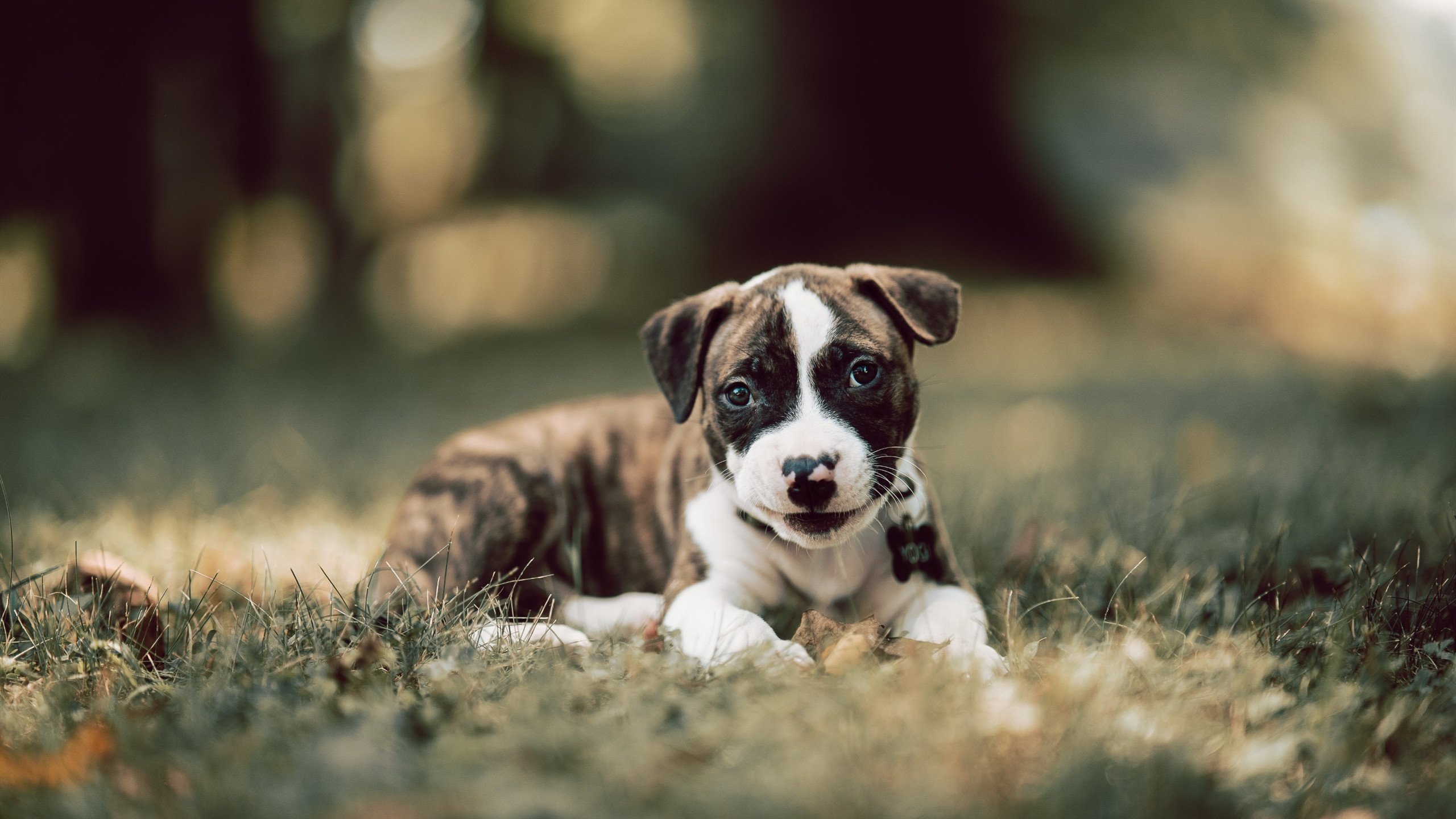 掘金群星火力全开压制热火 布伦森节奏魔法盘活全队