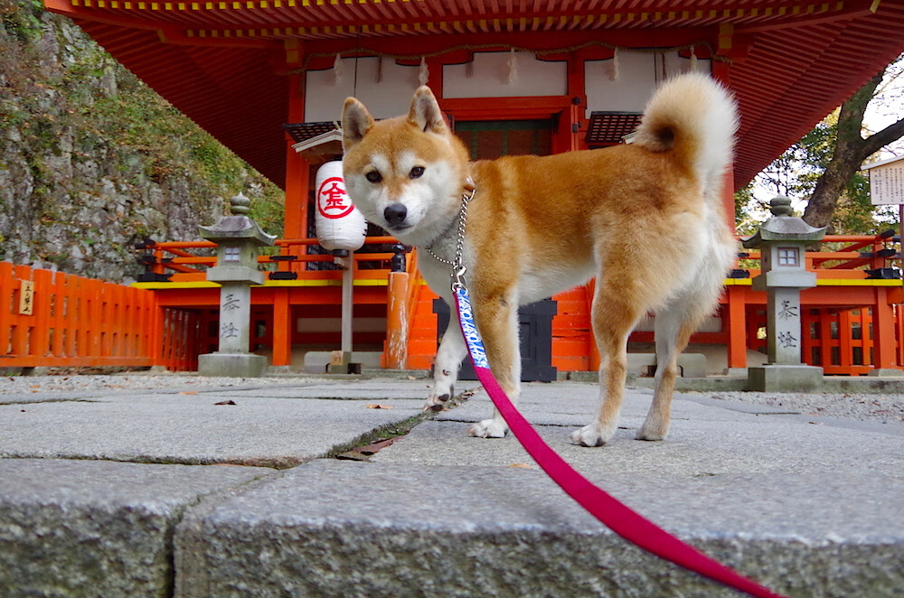 冷门之夜，马里爆冷阿根廷，克瓦拉茨赫利亚统治全场
