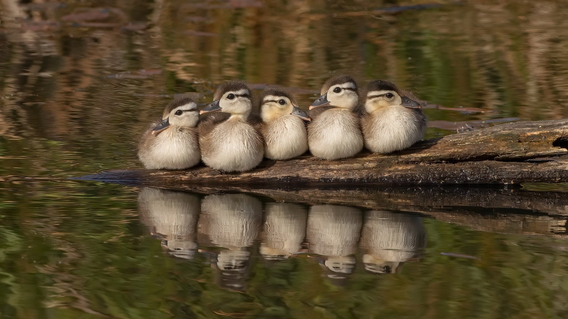 战术压制，活塞在NBA总决赛焦点战中智取篮网