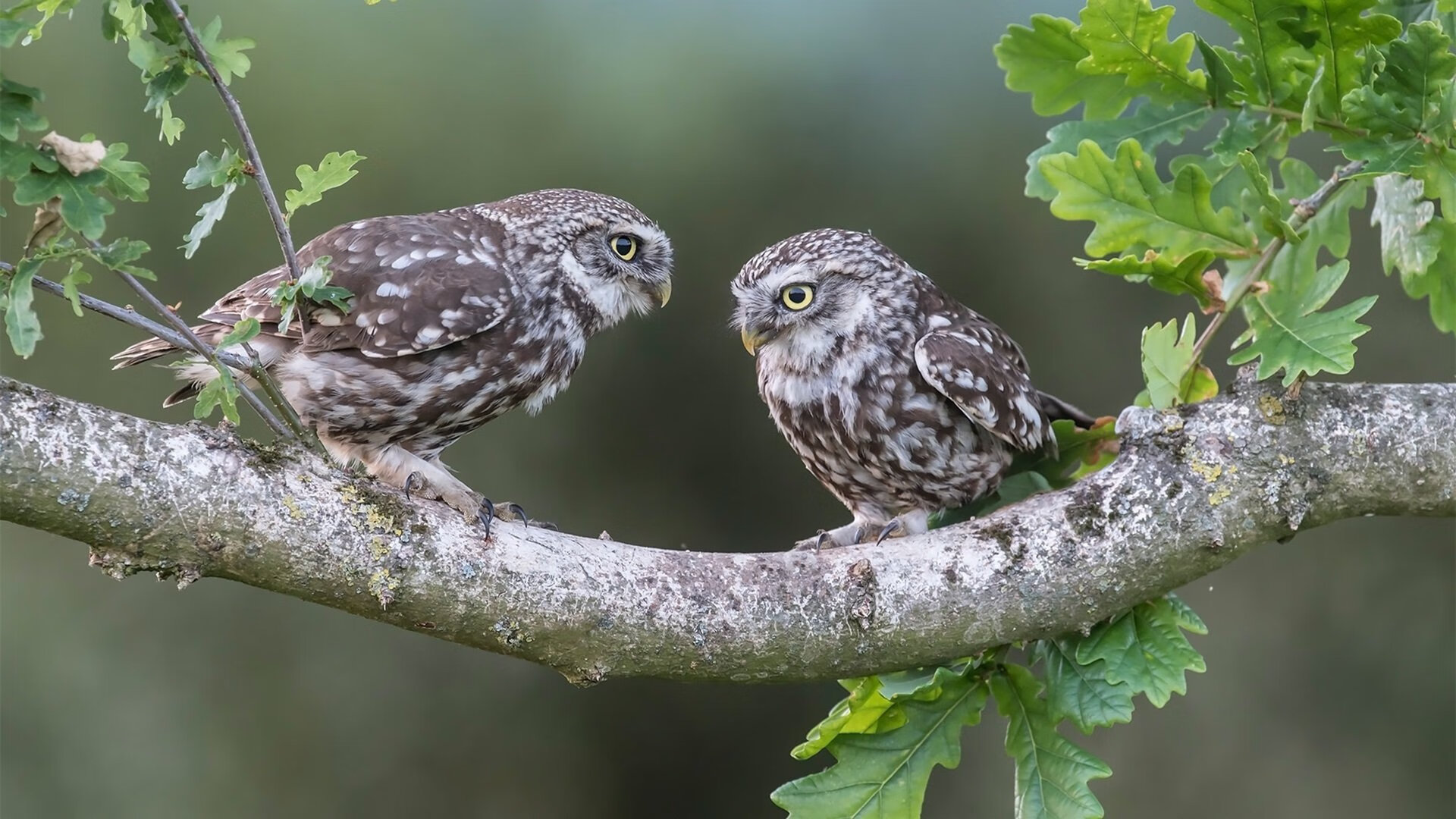 鹰击长空，巴雷拉全程高能输出，撕裂希腊铁幕