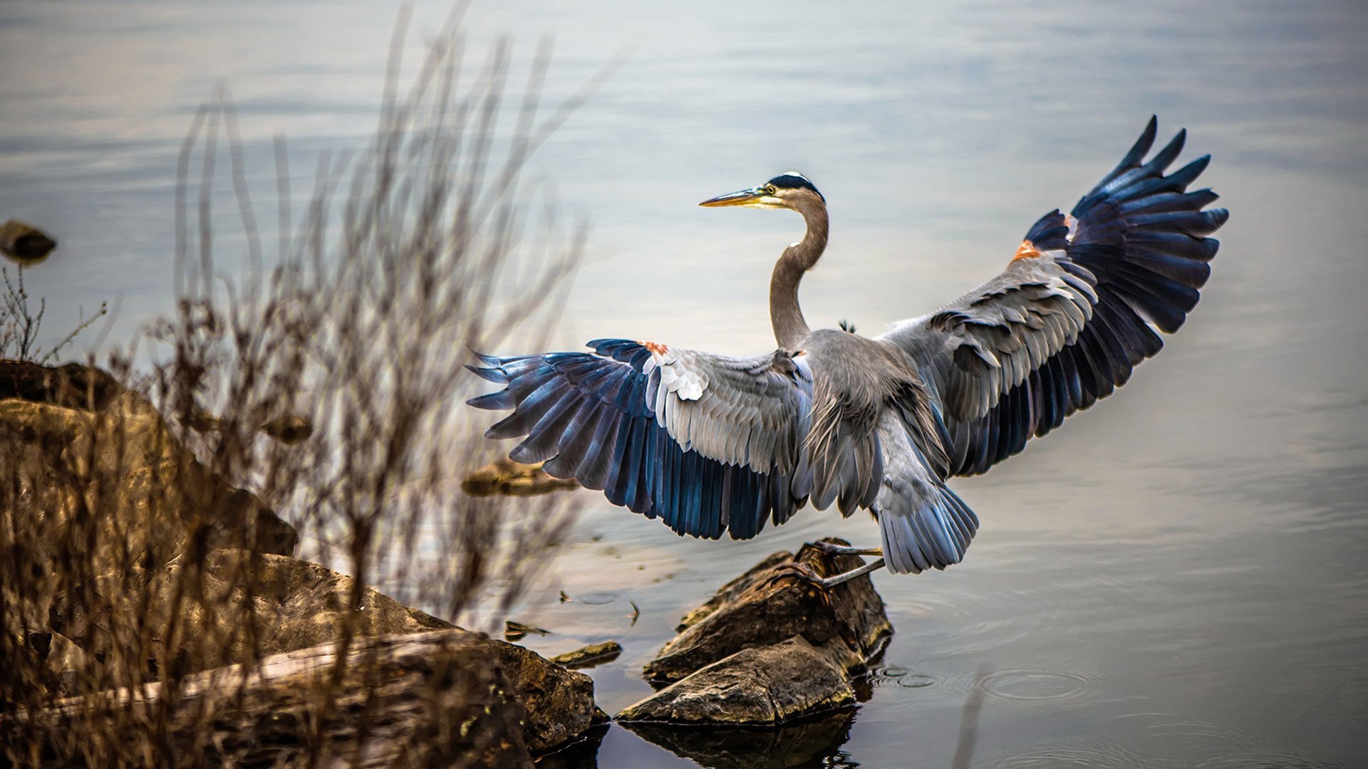 德国战车的双线轰鸣，F1精密系统与足球闪电战的统治哲学