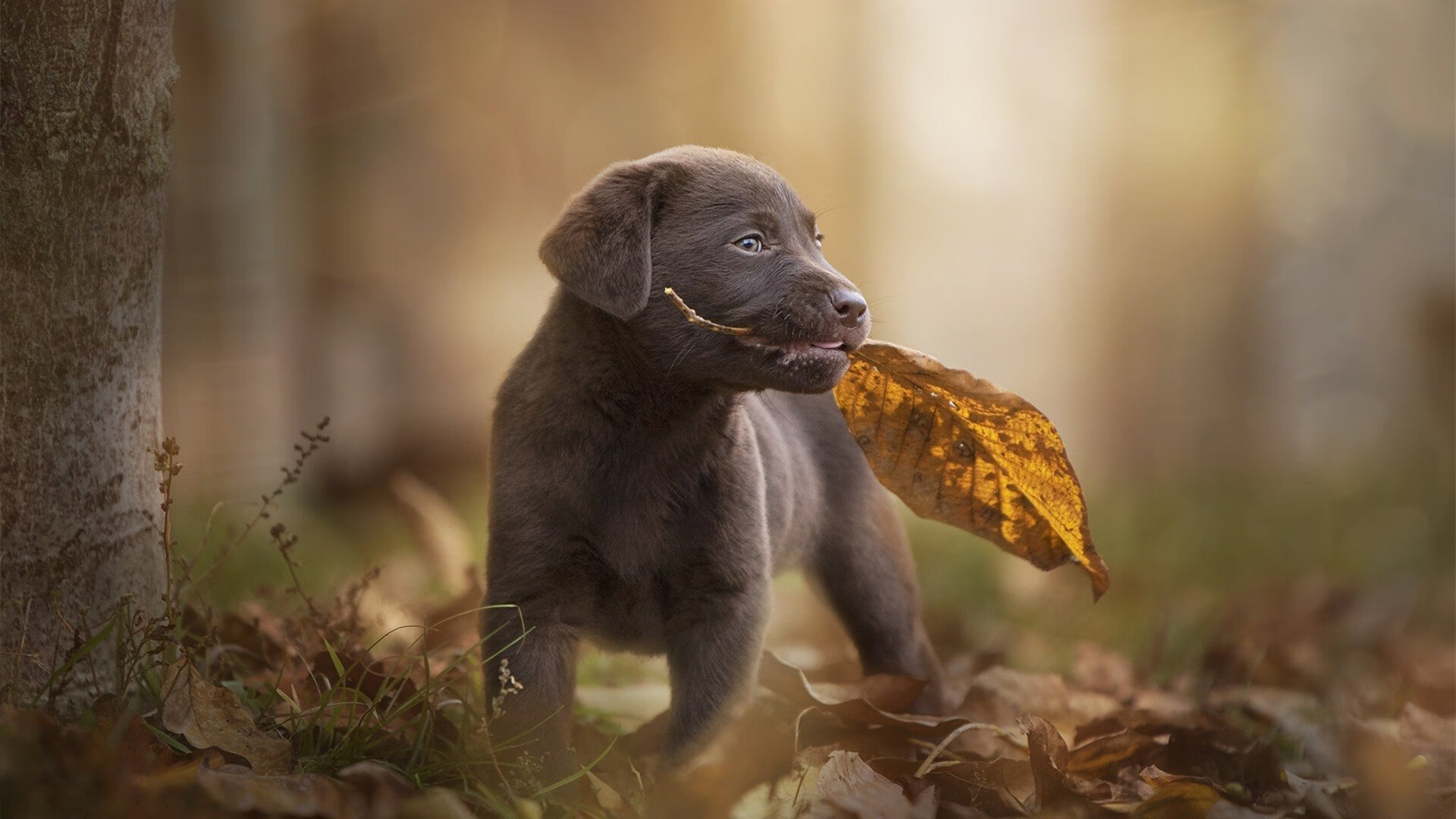 开云体育登录-足球周末双星闪耀，贝林厄姆爆发引领皇马狂飙，切尔西淘汰赛险胜南非冠军