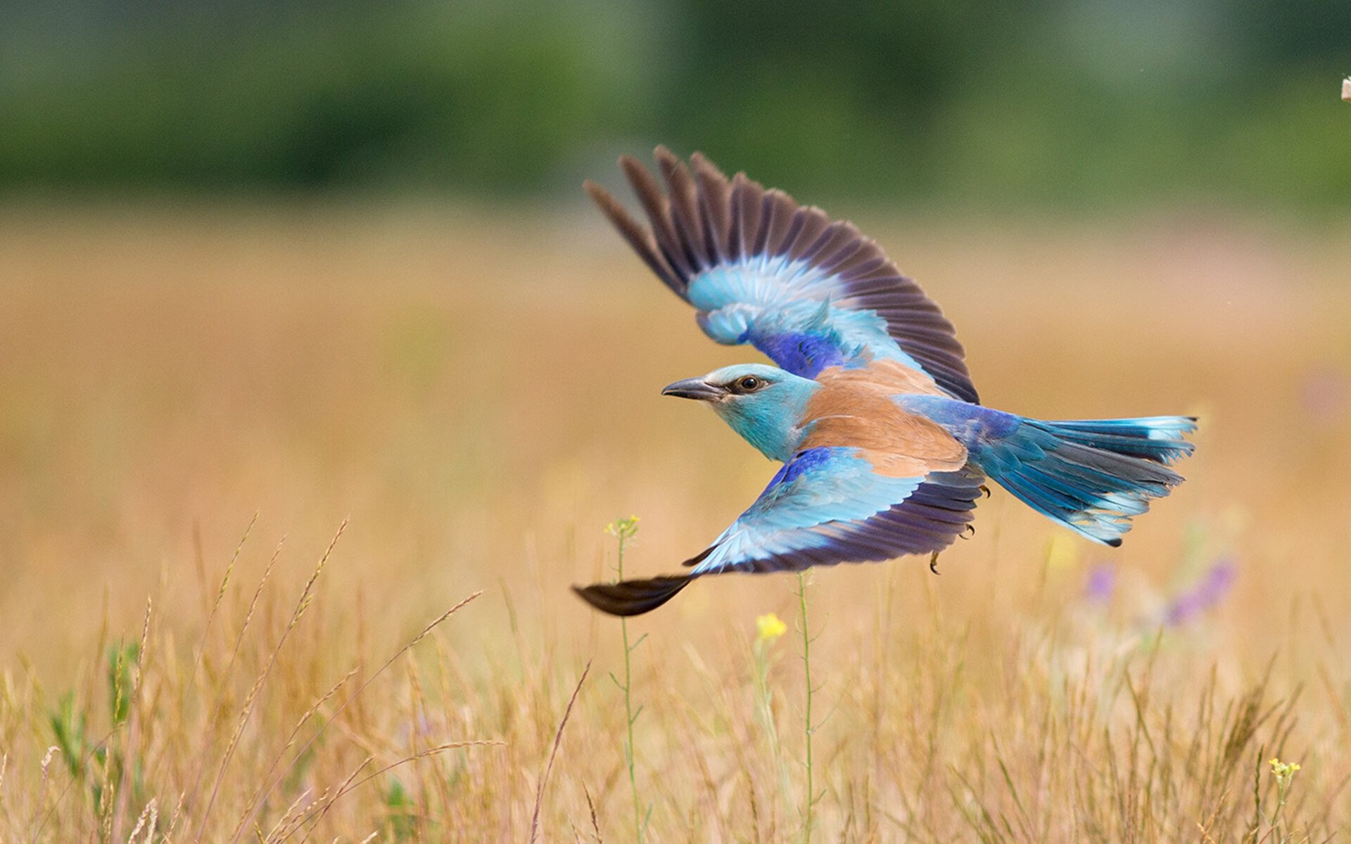 开云体育APP下载-马克西压哨绝杀！黄蜂险胜山西队，末节逆转惊心动魄