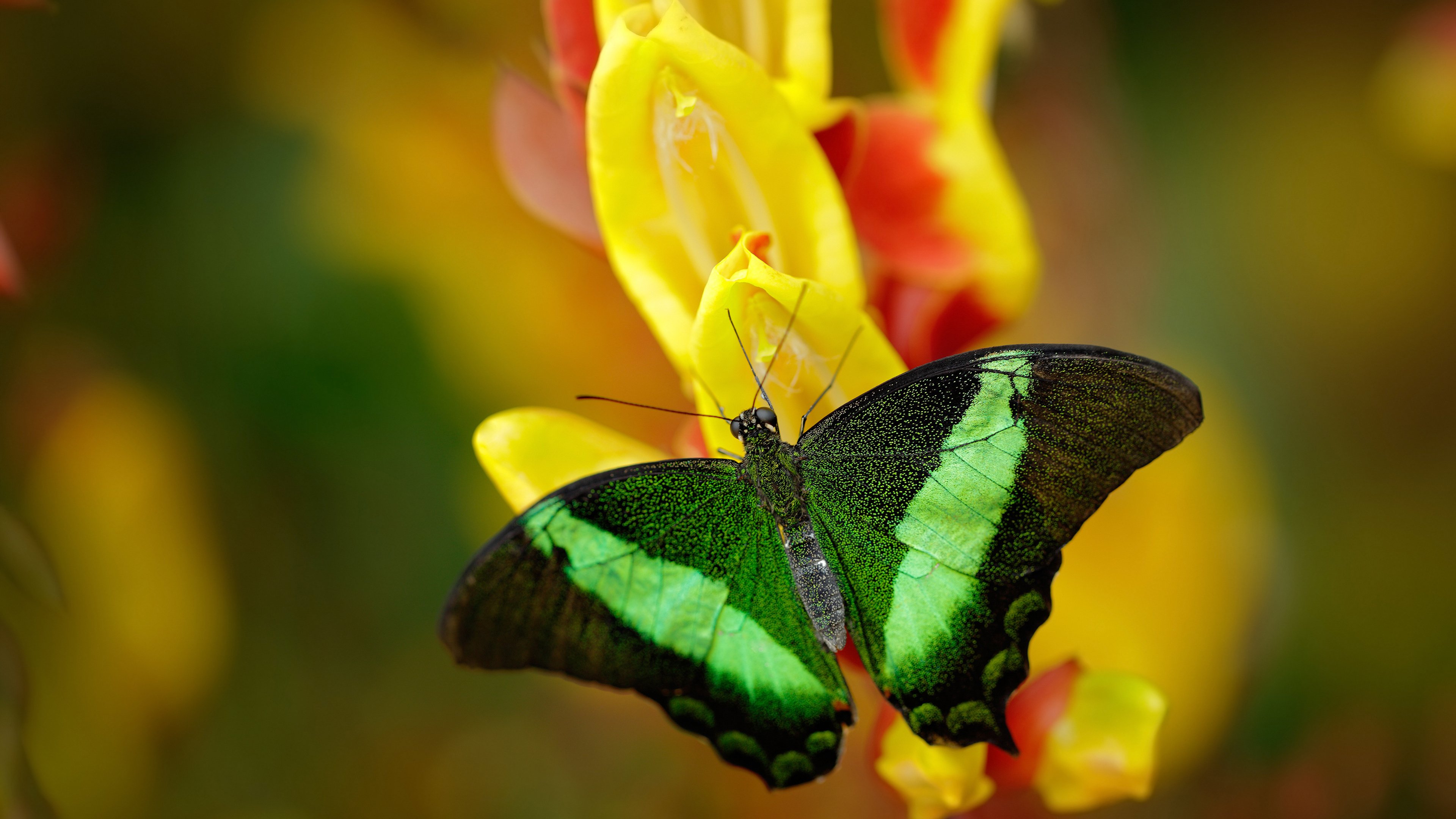 开云体育下载-贝林厄姆独造三球，比利亚雷亚尔3-0横扫希腊，这位中场魔术师如何定义新时代全能战士