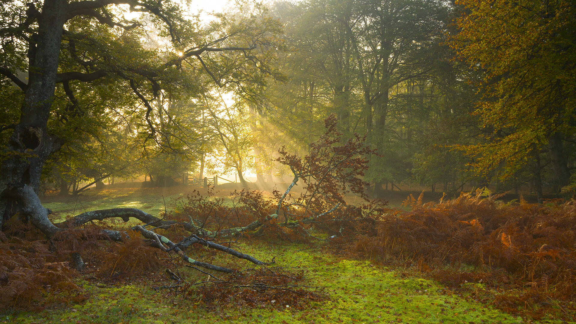 开云体育下载-当命运亮出黄牌，卡拉斯科用满分评分回敬