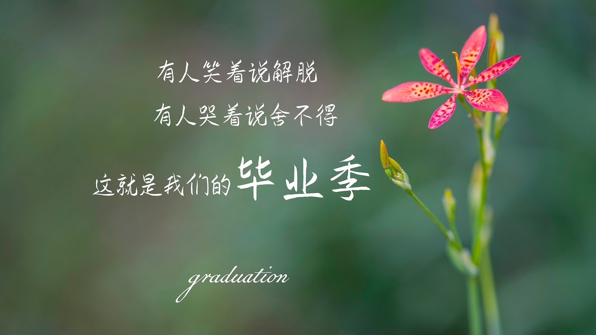 开云官网-尼克斯碾压灰熊晋级，东契奇个人秀闪耀联盟