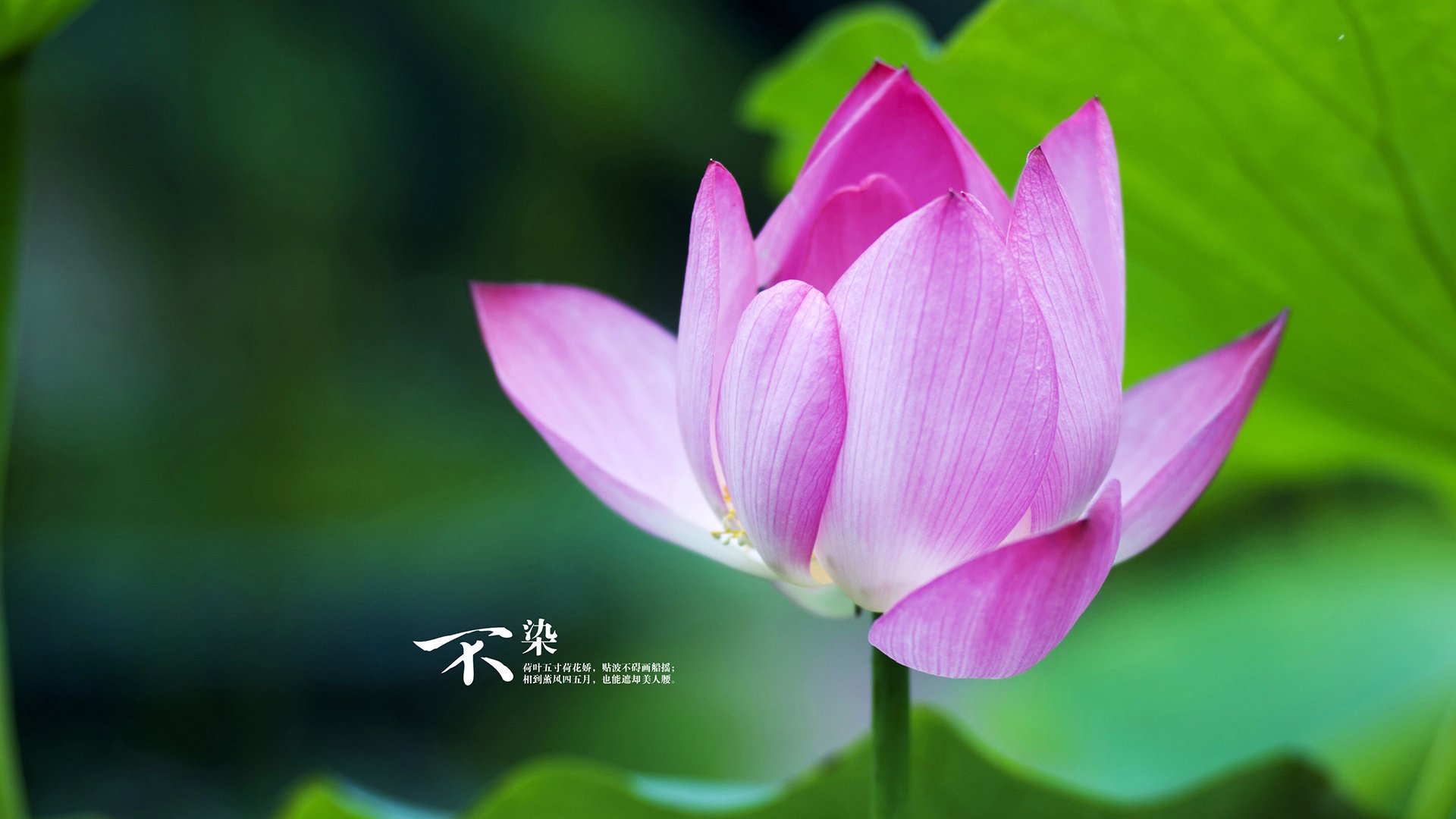 尼克斯碾压灰熊晋级，东契奇个人秀闪耀联盟