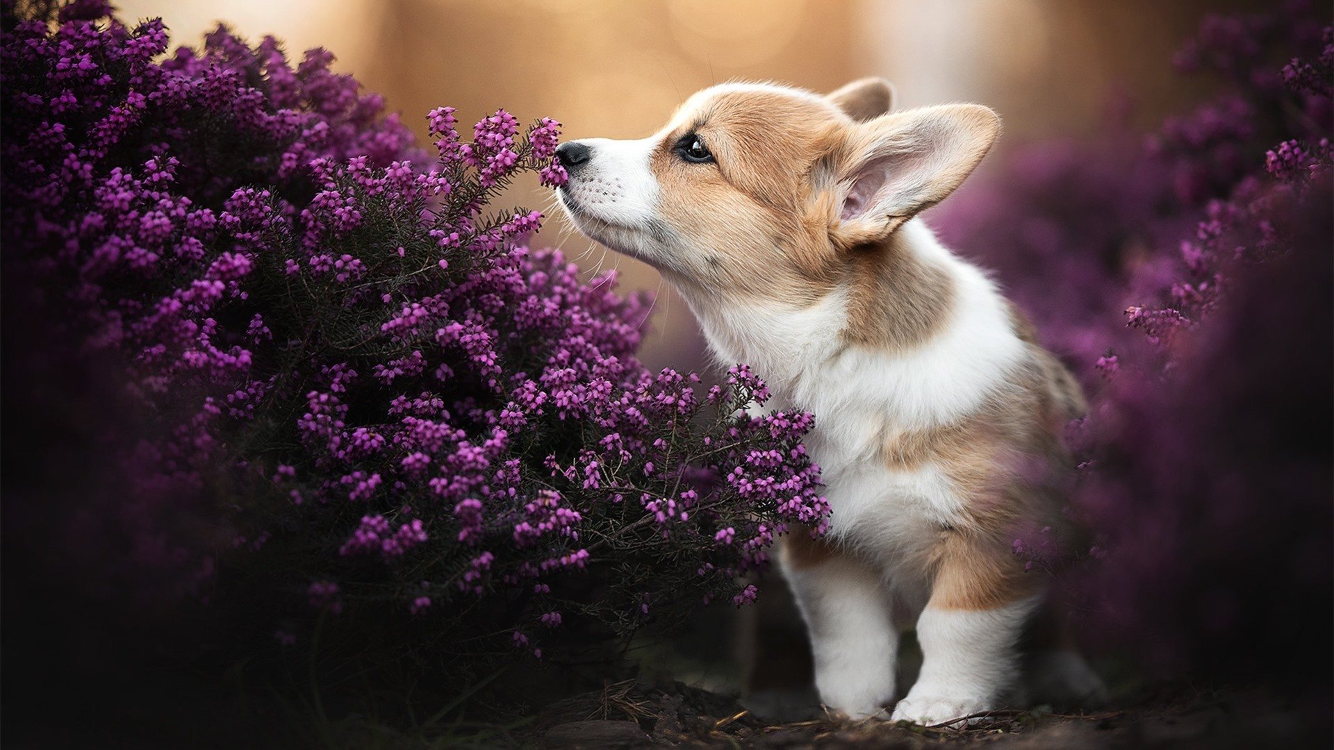 引爆全场！拉梅洛狂砍40+带队取胜，步行者稳扎稳打击溃湖人