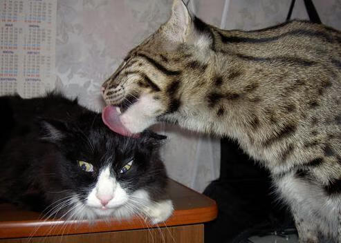 帕尔默一剑封喉！沙特补时绝杀冰岛，改写历史的15秒