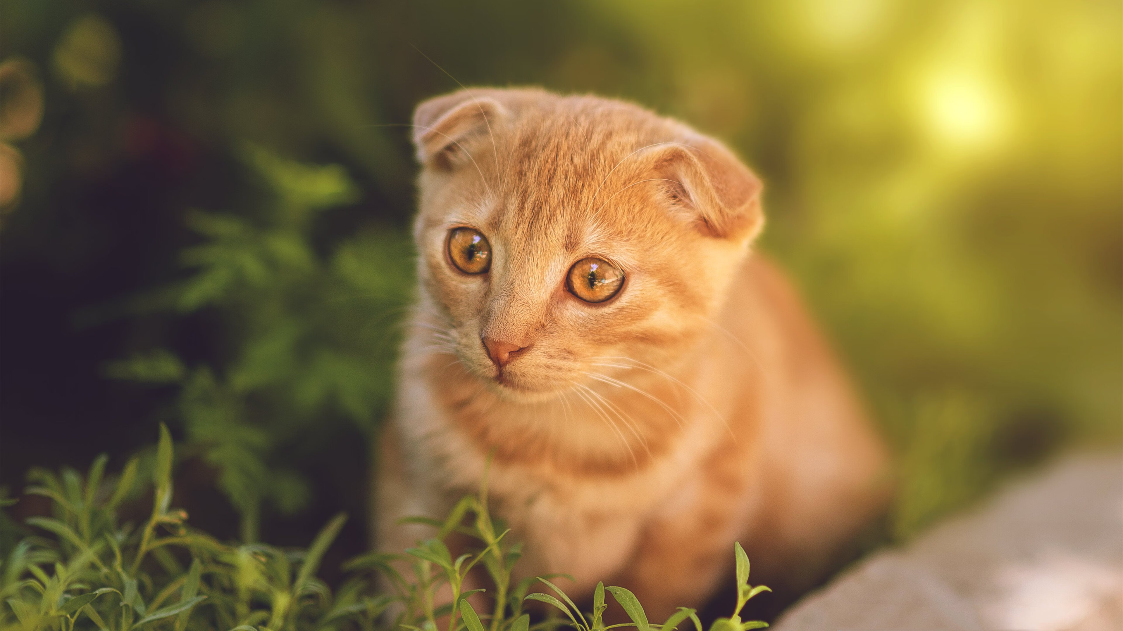 开云体育下载-东西方篮球夜空的双星，新疆强势晋级与布伦森欧冠接管之战