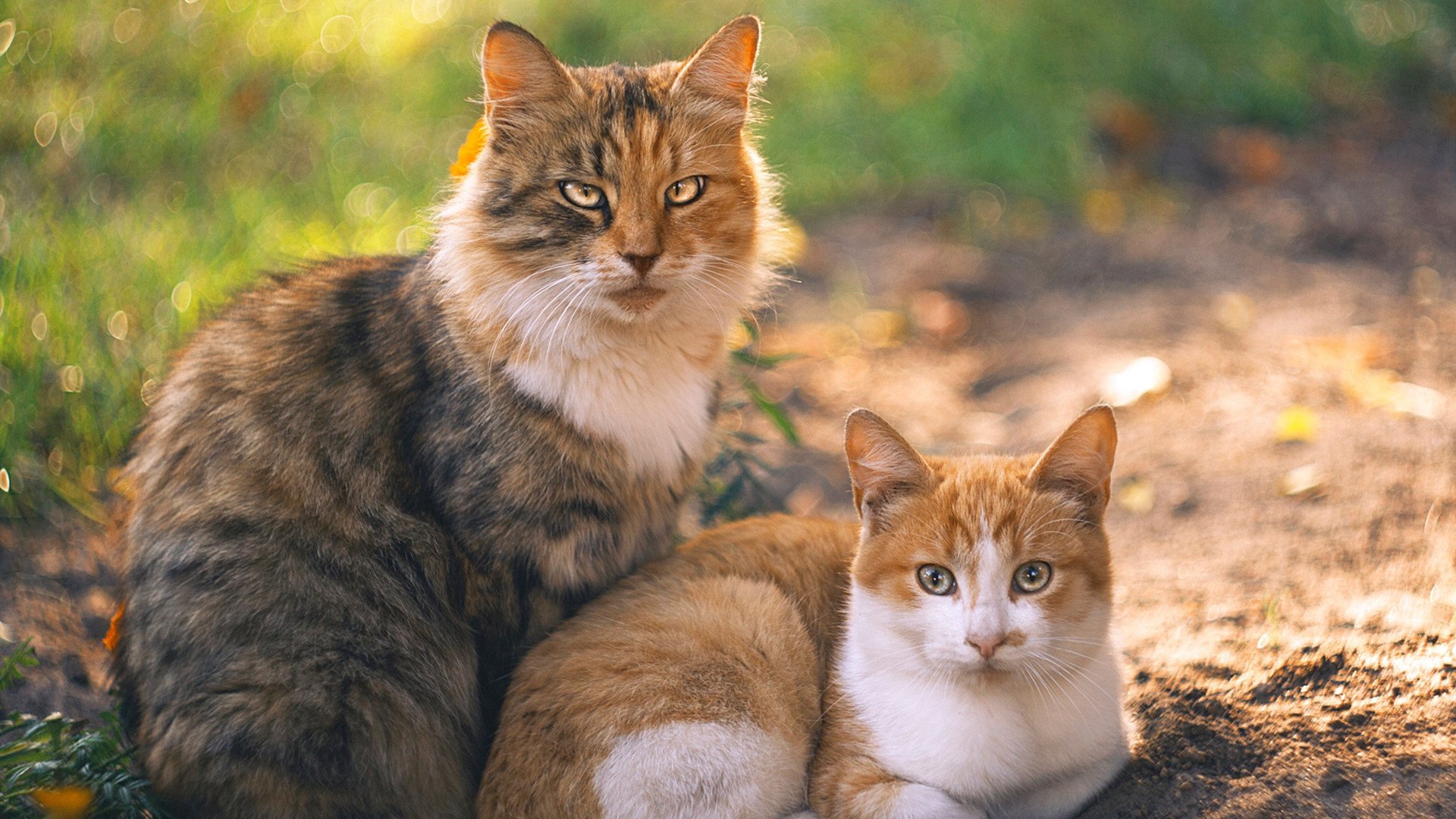 活塞力克浙江晋级八强，霍勒迪终场绝杀一锤定音